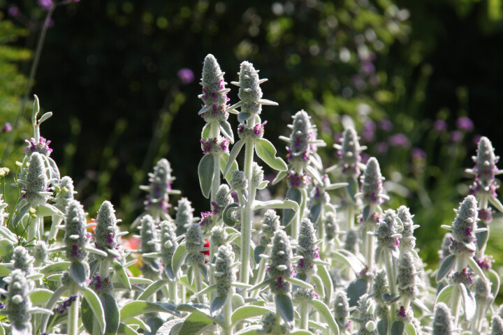 Wollziest (Stachys byzantina) mit silbrigen Blättern und zarten Blüten.