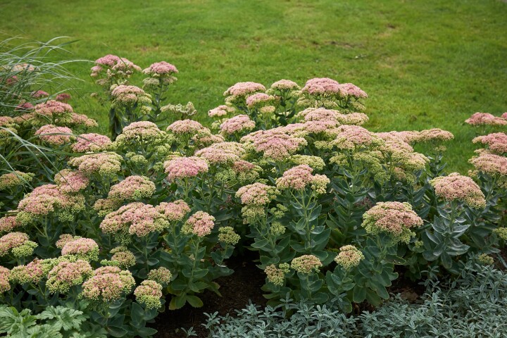 Hohe Fetthenne (Sedum telephium) mit rosafarbenen Blüten in einem sonnigen Gartenbeet.