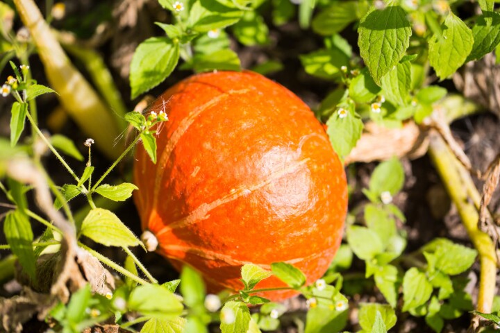 Courge Hokkaido 