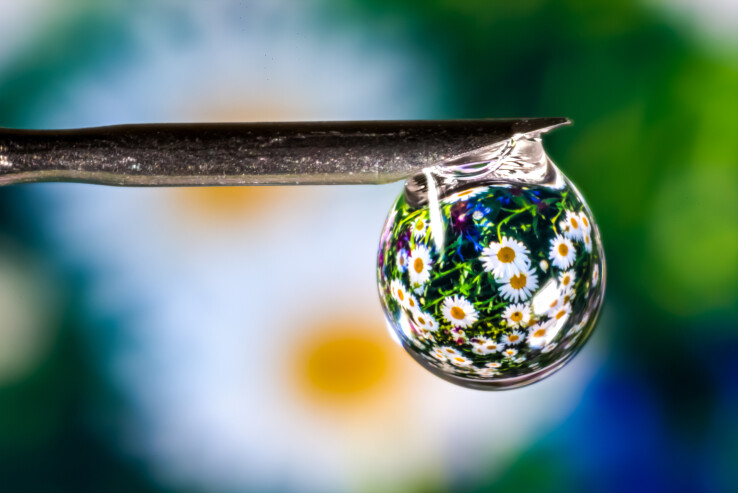 Wassertropfen auf einer Nadel mit Spiegelung von Gänseblümchen als Symbol für natürliche Pflanzenpflege.
