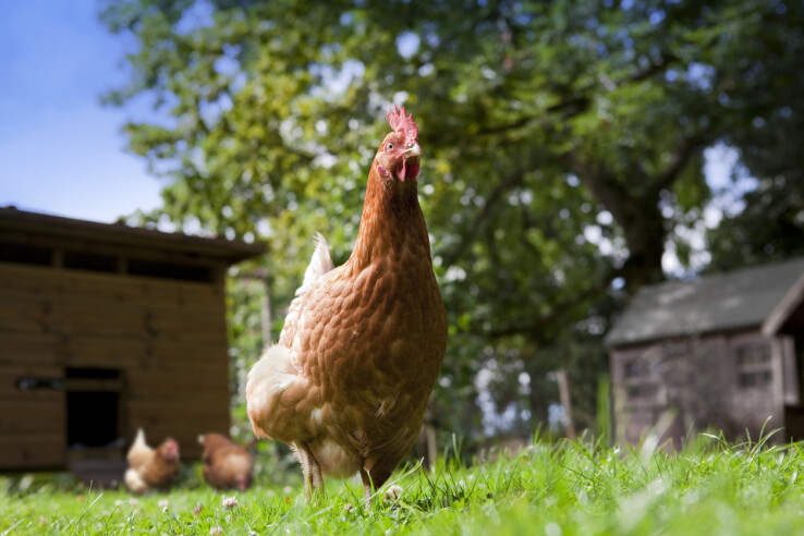 Poule brune dans le jardin, devant un poulailler destiné à l'élevage de poules en Suisse