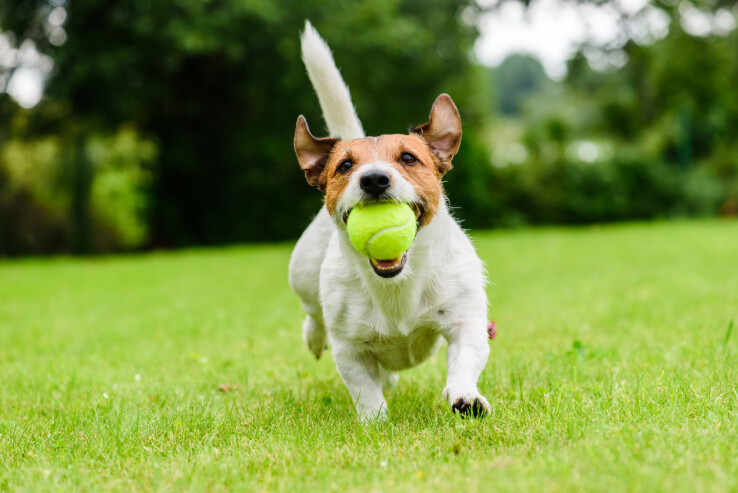 Un chien court dans un pré avec une balle de tennis dans la gueule.