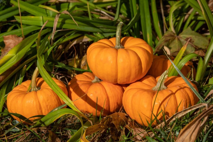 Courge Jack be little