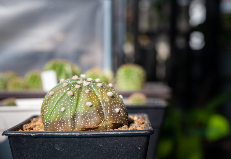 Cactus présentant des taches brunes de pourriture, signe d'une maladie, dans un pot de fleurs.