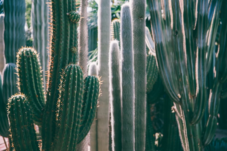 Des cactus de différentes tailles dans une serre