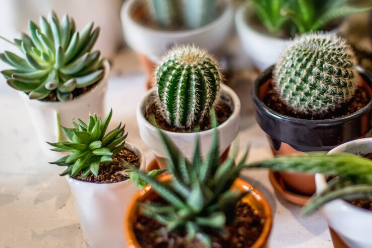 Divers cactus et plantes succulentes dans de petits pots, à titre d'exemple de la multiplication des cactus.