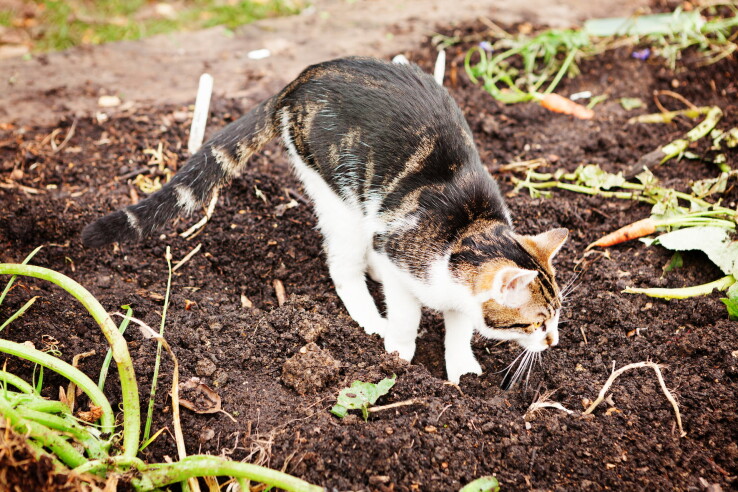 Les crottes de chat dans le jardin sont une nuisance et peuvent présenter un risque pour la santé.