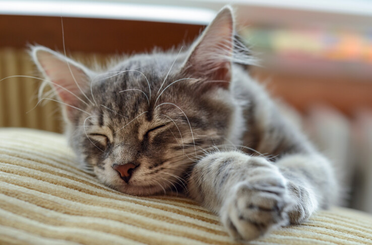 Chat d'appartement au pelage gris tigré, endormi sur un canapé.