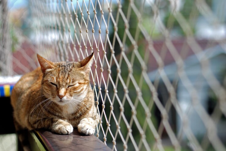Un chat sur un balcon devant un filet de sécurité pour chats – image symbolique illustrant la liberté de sortie et la sécurité des chats dans un appartement en location.