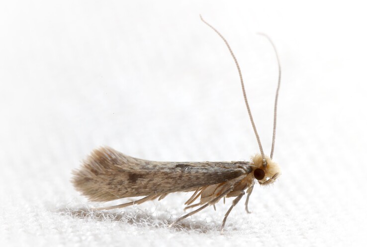 Les mites s'attaquent aux fibres d'origine animale comme la laine, la soie et le cachemire.