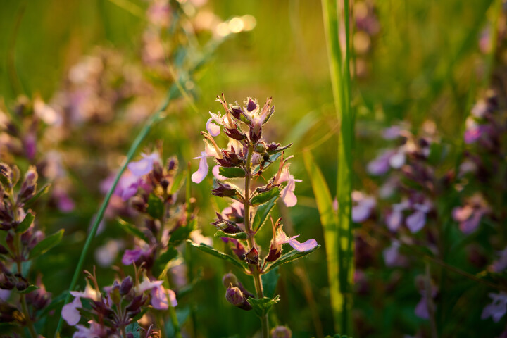 Germandrée petit-chêne (Teucrium chamaedrys)