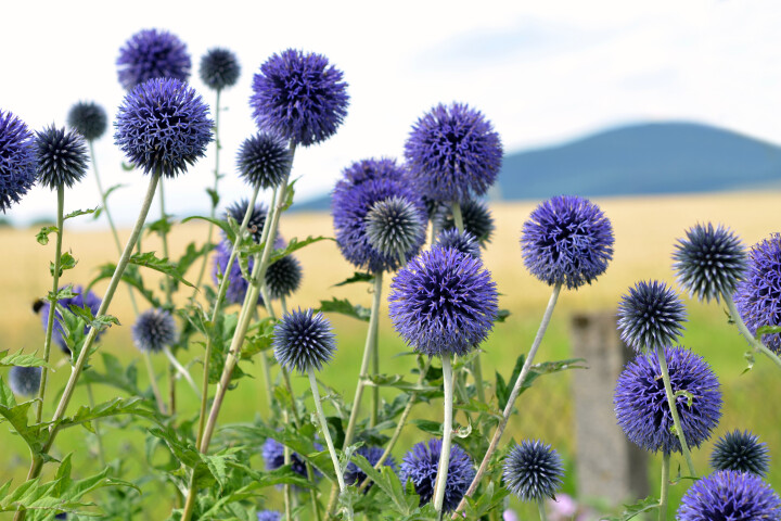 Kugeldistel (Echinops ritro)
