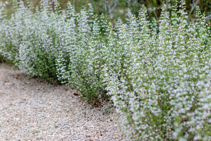 Calament népéta (Calamintha nepeta)