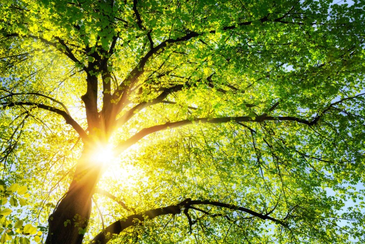 Arbre à feuilles caduques résistant aux aléas climatiques, doté d'une couronne verte et dense à la lumière du soleil