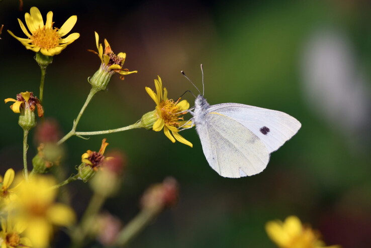 Piéride du chou (papillon) sur une fleur jaune