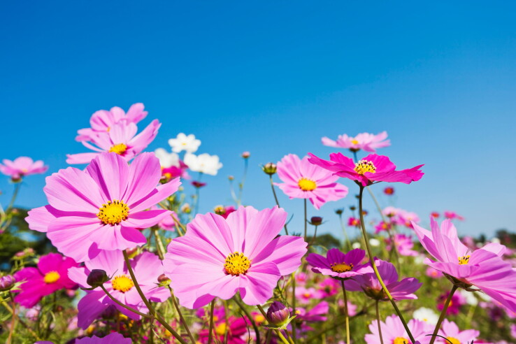 Le cosméa rose en pleine floraison dans le jardin