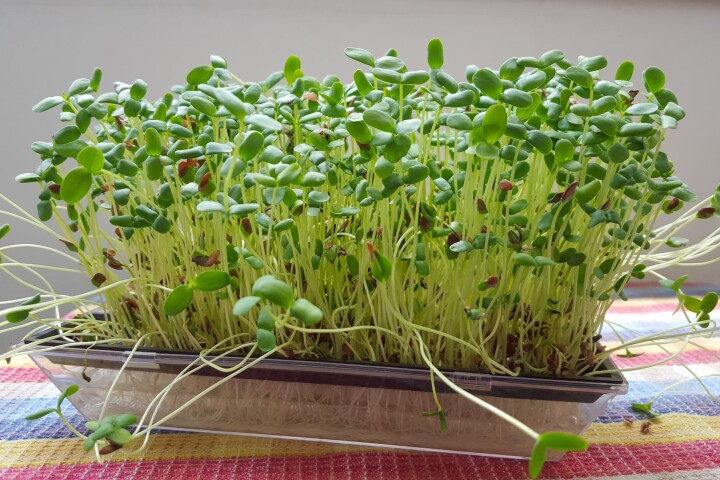  Frisch gewachsene Gartenkresse in einer Anzuchtschale auf dem Fensterbrett kurz vor der Ernte.