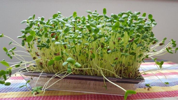Du cresson de jardin tout frais, dans un bac de culture posé sur le rebord de la fenêtre, juste avant la récolte.