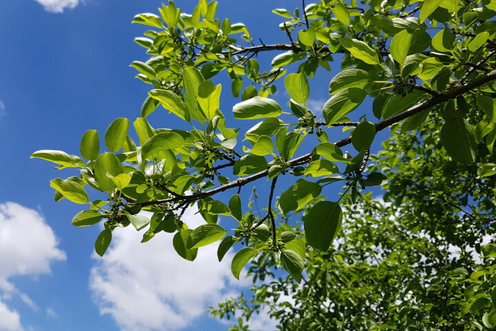 Rhamnus cathartica (rhamne cathartique) avec des feuilles vertes et de jeunes fruits sur une branche.