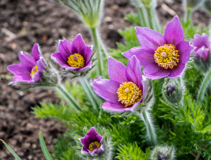 Une pulsatille à fleurs violettes (Pulsatilla vulgaris) dans un parterre de jardin au printemps.