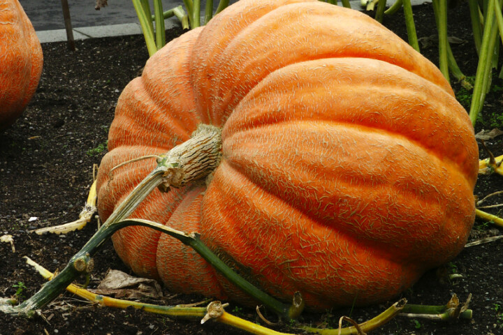Atlantic Giant