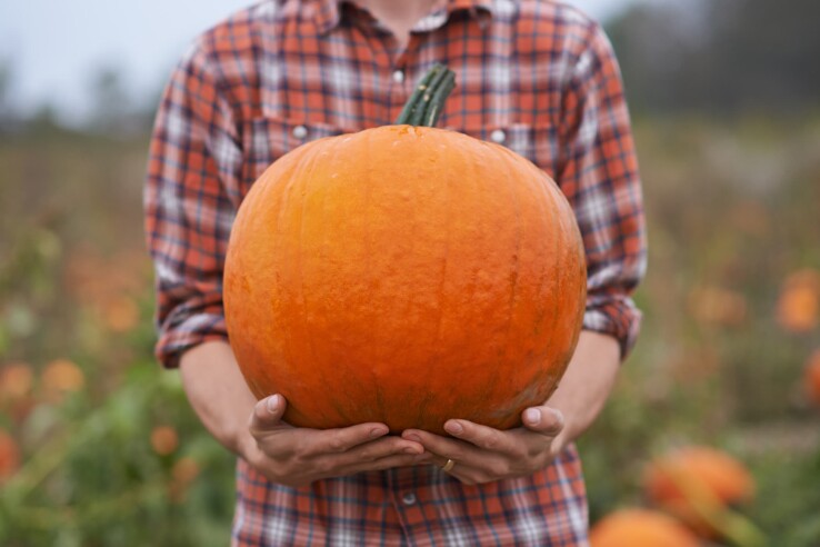 Une personne tient une grosse citrouille orange dans un champ de citrouilles en automne.