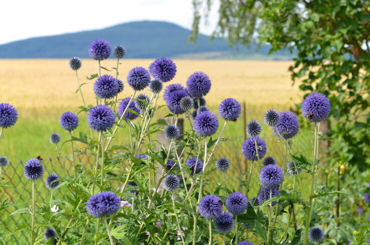 Chardon boule (Echinops ritro) en fleur, aux fleurs d'un bleu acier, dans un parterre de jardin.