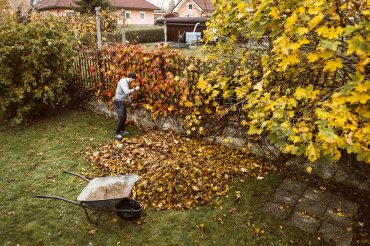 Un homme ramasse les feuilles tombées des arbres du voisin dans son jardin.