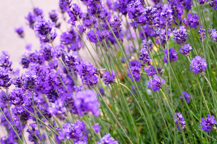 Lavandula angustifolia