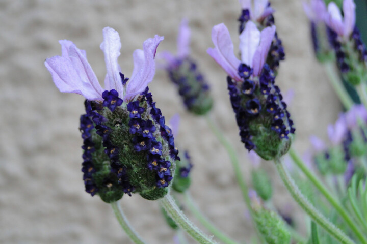 Lavandula stoechas Blue Star