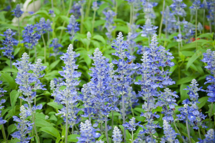  Lavandula angustifolia Blue Rider