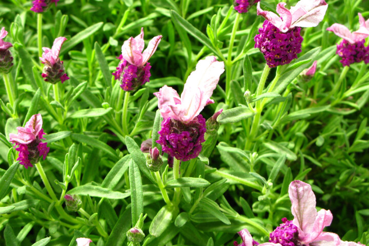 Lavandula stoechas Boysberry Ruffles