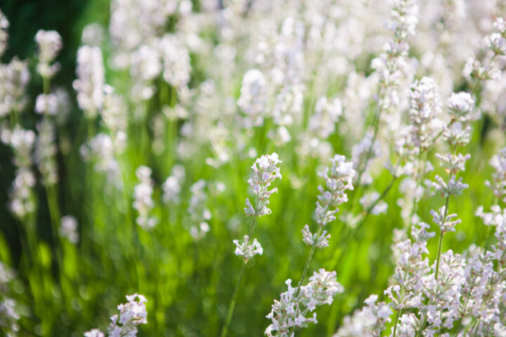 Lavandula angustifolia Ellagance Snow