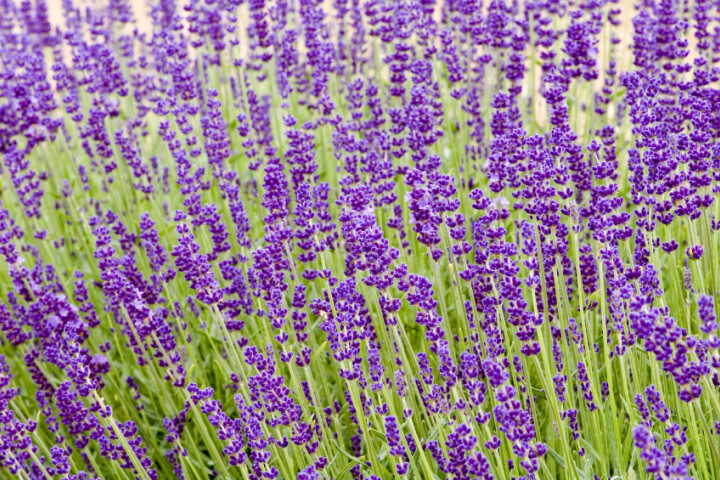 Lavandula angustifolia Hidcote Blue