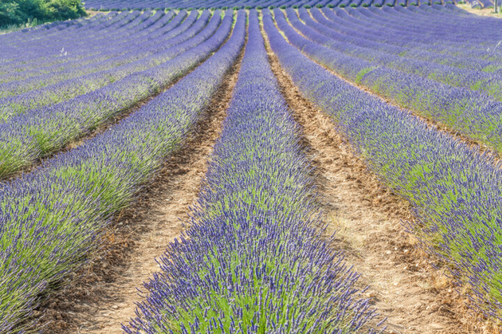 Lavandula intermedia
