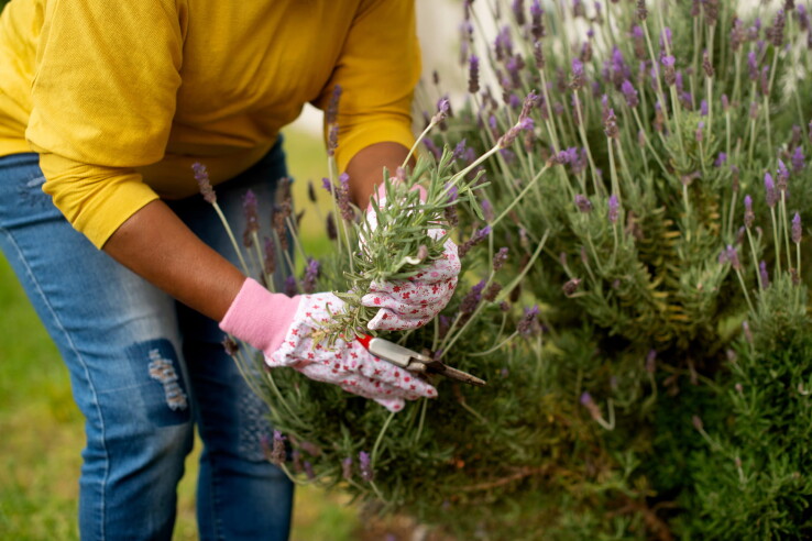 Lavendel wird mit einer Gartenschere im sonnigen Garten zurückgeschnitten.
