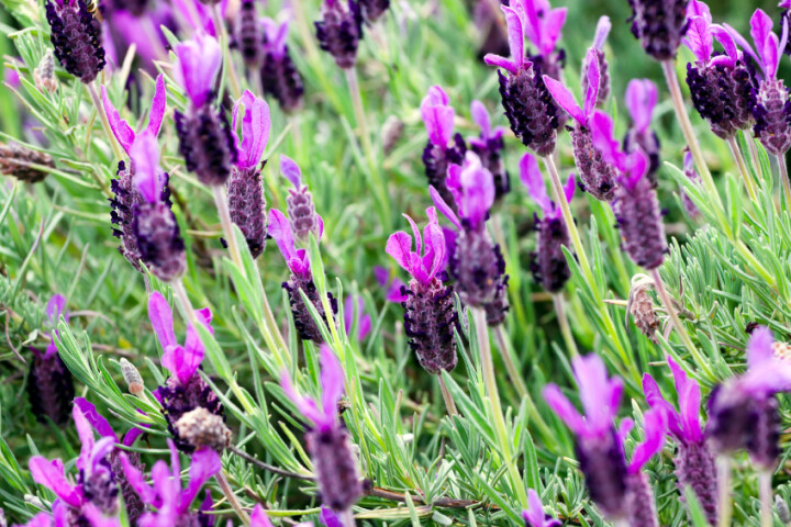 Violett blühender Schopflavendel (Lavandula stoechas) im Garten.