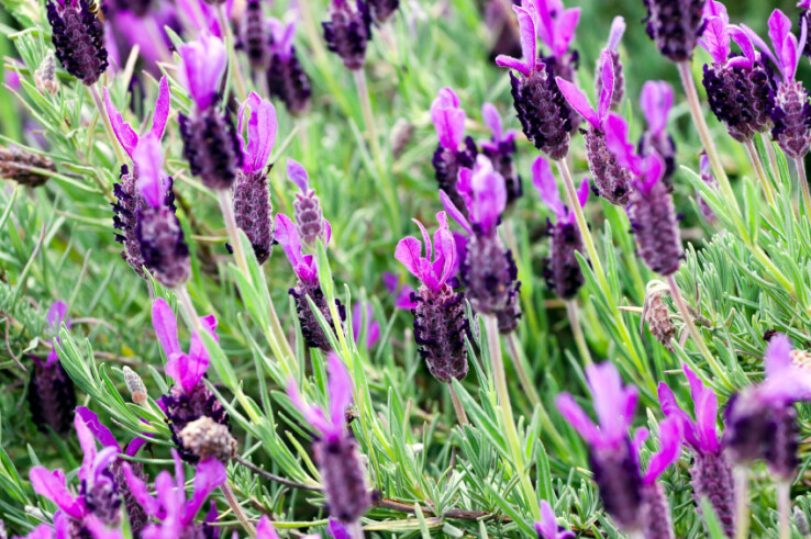 Violett blühender Schopflavendel (Lavandula stoechas) im Garten.