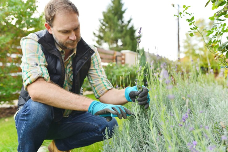 Mann schneidet Lavendel im Garten mit einer Gartenschere.