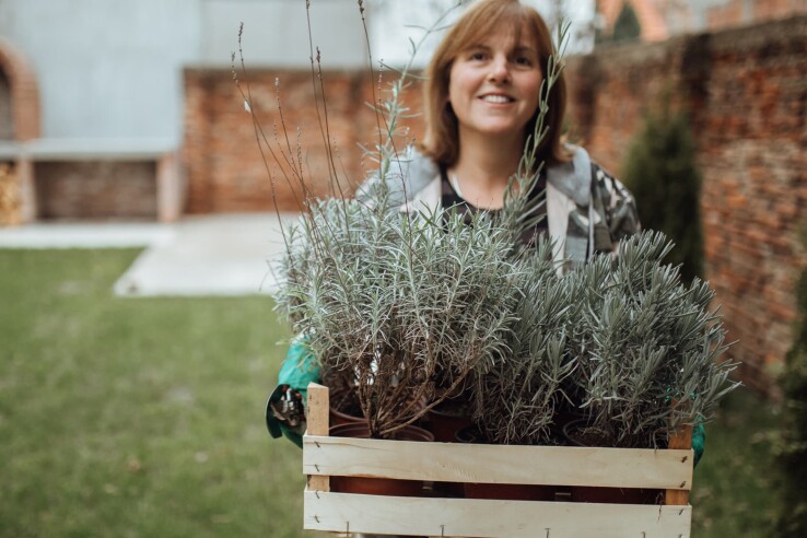 Lavendel überwintern