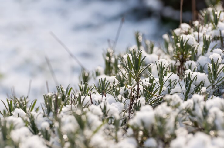 Lavendelpflanzen im Winter mit einer Schneeschicht als natürlichem Frostschutz