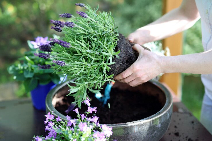 Lavendel mit Wurzelballen wird in einen Blumentopf umgepflanzt.