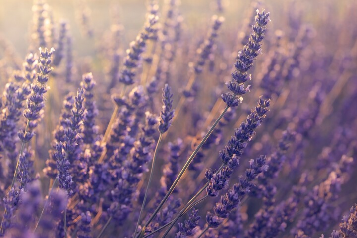 Lavandula latifolia