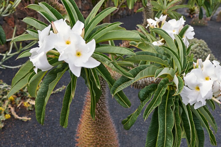 Un palmier de Madagascar au tronc épineux, aux feuilles vertes et aux fleurs blanches, dans un endroit bien éclairé.