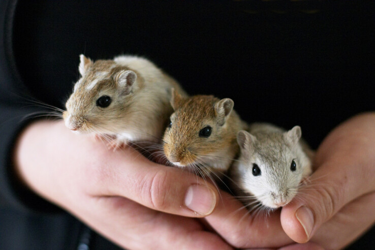 Les gerbilles sont des animaux de compagnie très actifs qui ne tiennent pas en place