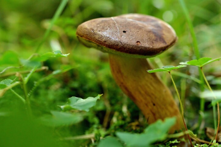 Bolet bai (Xerocomus badius)