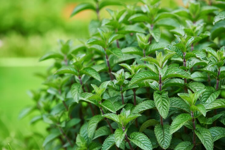 Des plants de menthe bien fournis, aux feuilles vertes et fraîches, dans le jardin.