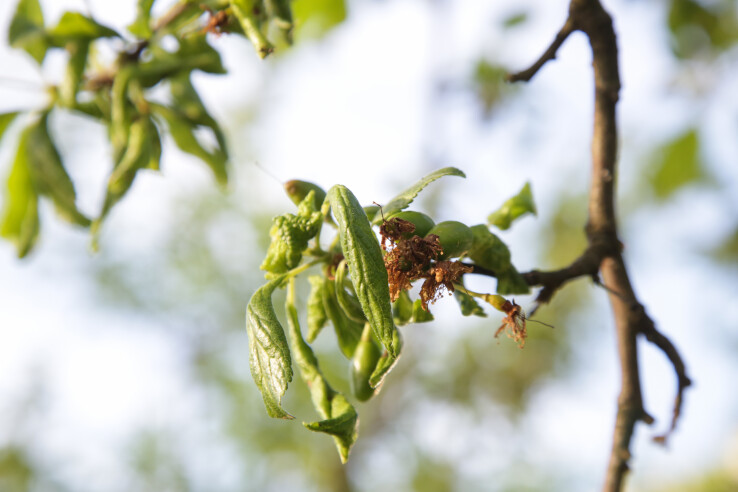 Fleurs et feuilles atteintes de la flétrissure apicale causée par Monilia sur un arbre fruitier présentant des pousses flétries et brunes.