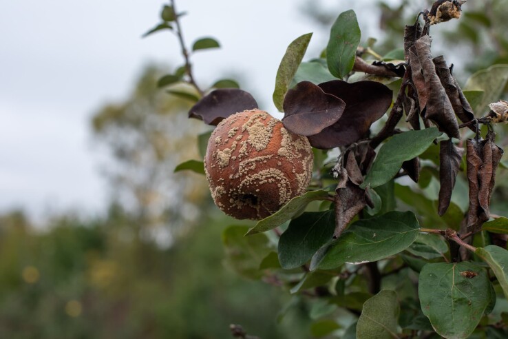 Coing atteint de la pourriture des fruits causée par Monilia, présentant des zones de pourriture caractéristiques et un dépôt fongique sur l'arbre.