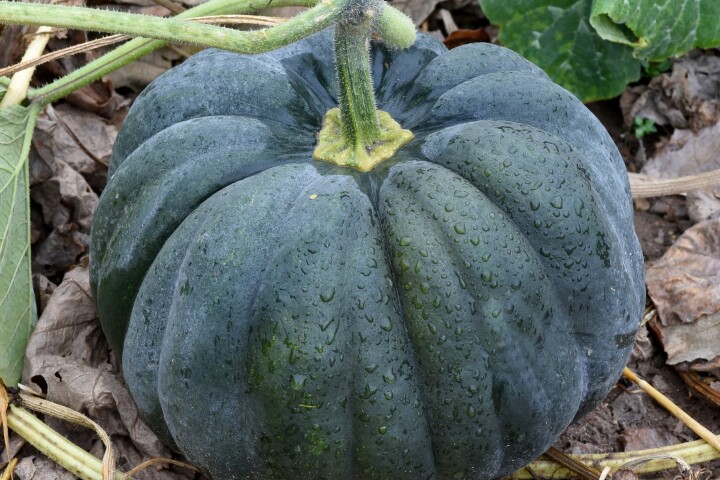 Courge musquée de Provence